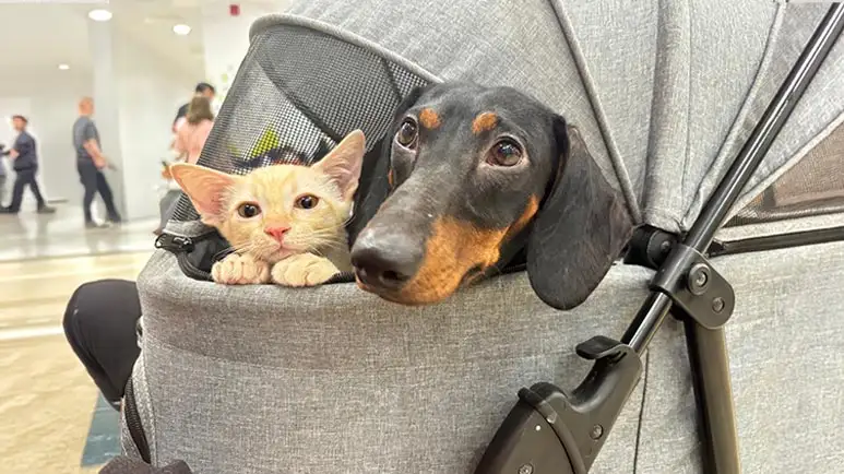 El debate que todo dueño de perros debe saber sobre esta tendencia