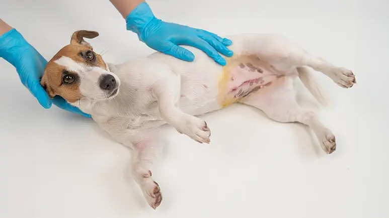 ¿Por qué tu perro tiene el abdomen inflamado?