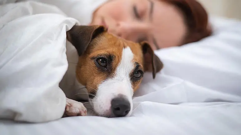 Las mujeres duermen mejor acompañadas de un perro en su cama