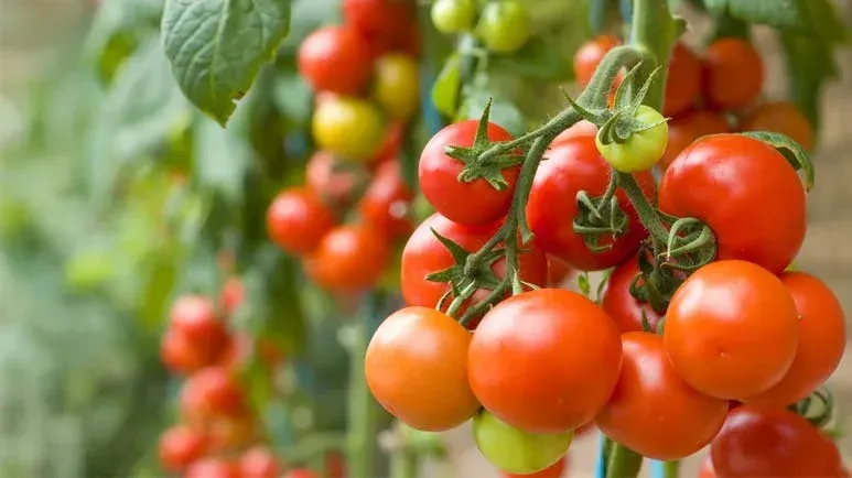 Los jitomates: ¿saludables o dañinos? Lo que todo dueño de mascota debe saber sobre esta fruta