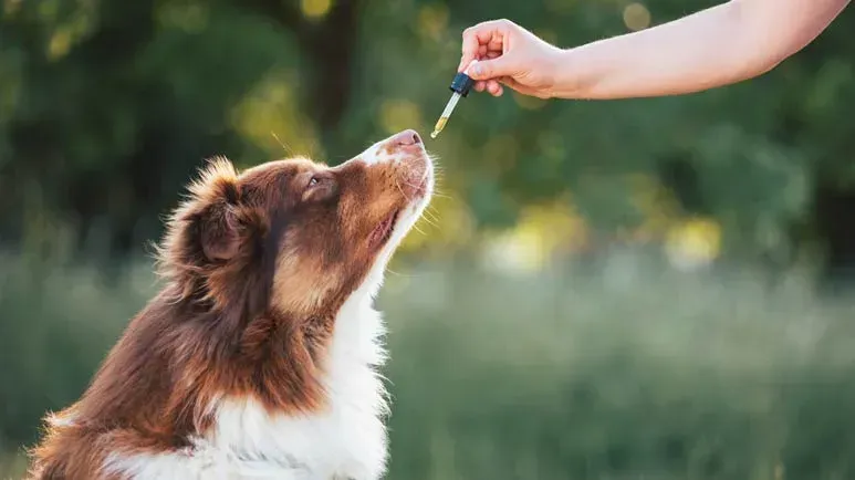 ¿Esta solución natural podría revolucionar el cuidado de las mascotas?