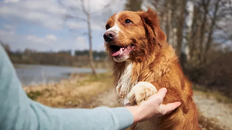 La nueva técnica de entrenamiento canino que rivaliza con el método Clicker