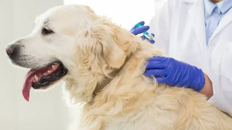 Una nueva vacuna que ofrece a los perros una oportunidad de mejorar
