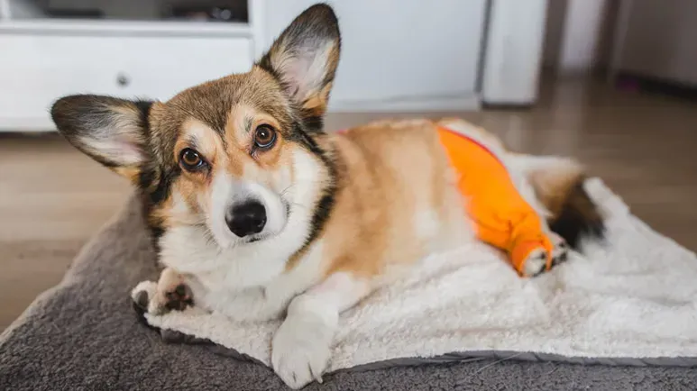 Esto deja incapacitado a tu pobre cachorro y puede provocarle mucho dolor
