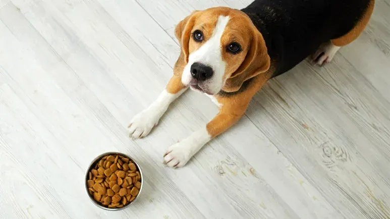 Reconsidera con qué alimentas a tu cachorro