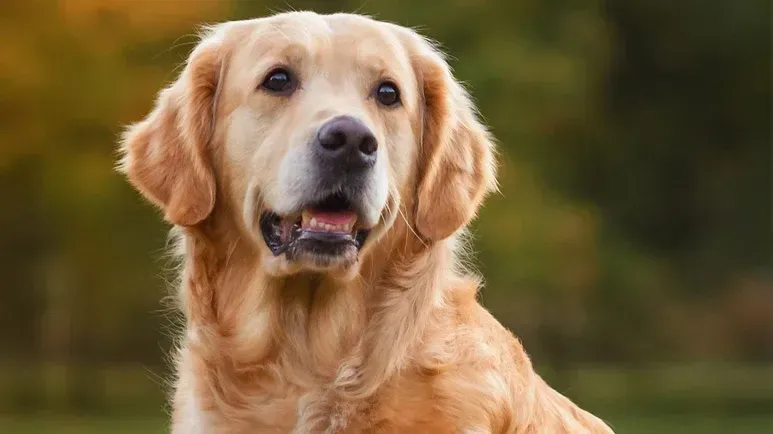 Los perros golden retriever tienen un riesgo mayor de cáncer, pero puede evitarse: descubre aquí cómo