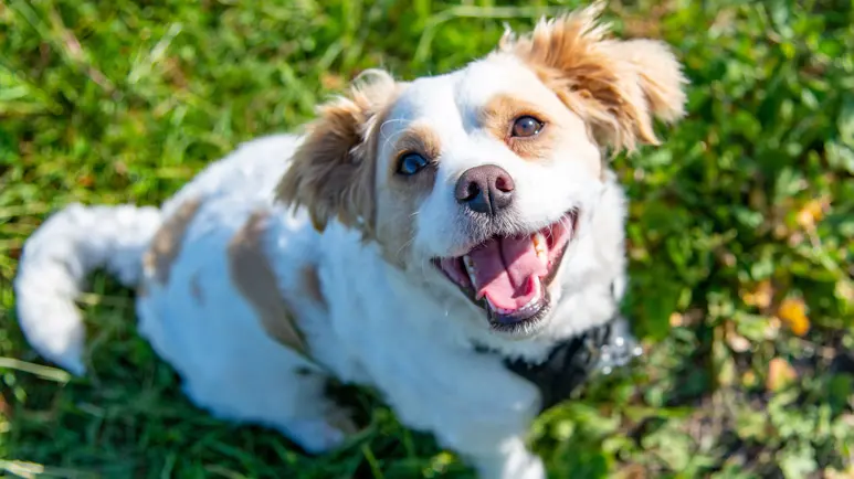 La verdad detrás de esa expresión de tu perro