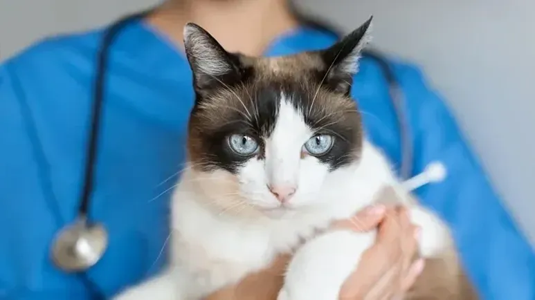 Esta proteína podría ser una esperanza para los gatos con problemas renales