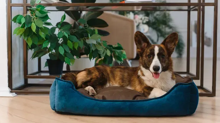 ¿Cuándo fue la última vez que limpiaste la cama de tu mascota?