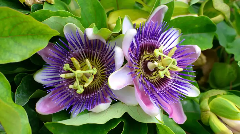 Esta flor tiene un gran efecto calmante en los perros