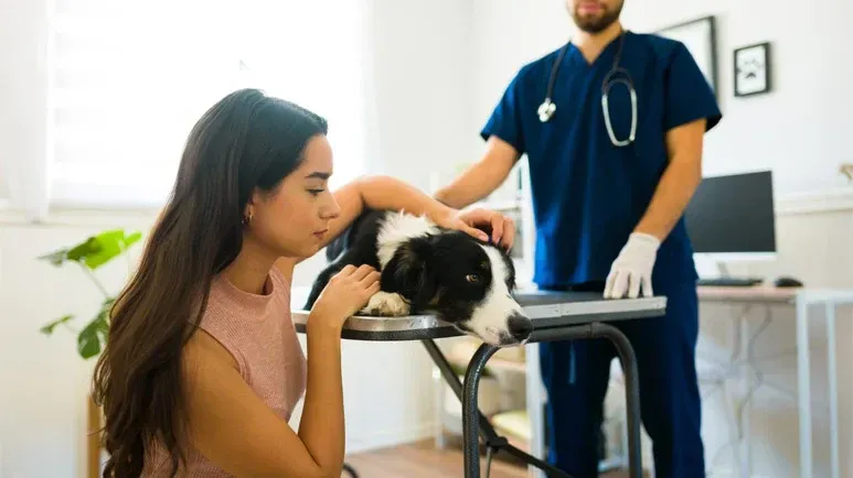¿Tu perro sufre esta condición que suele pasar desapercibida?