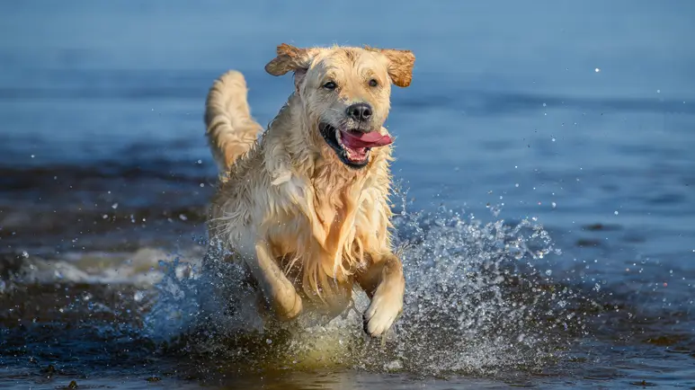 ¿El agua podría estar dañando a tu perro?