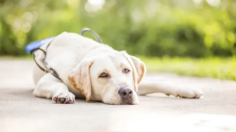 El error que cometen los dueños cuando ejercitan a sus perros