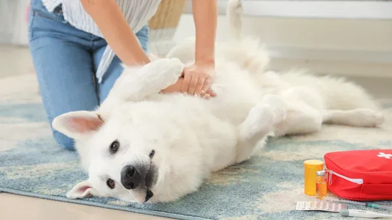 Esta técnica podría salvar la vida de tu amigo peludo