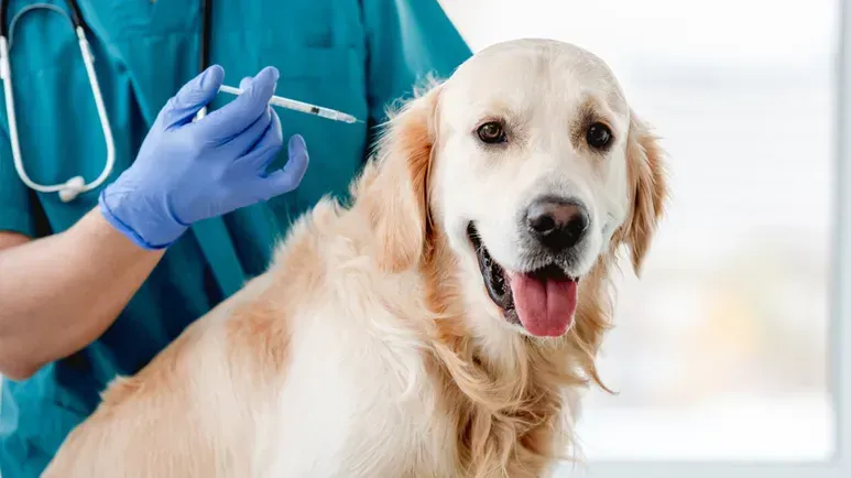 La ozonoterapia es una alternativa para perros con cáncer