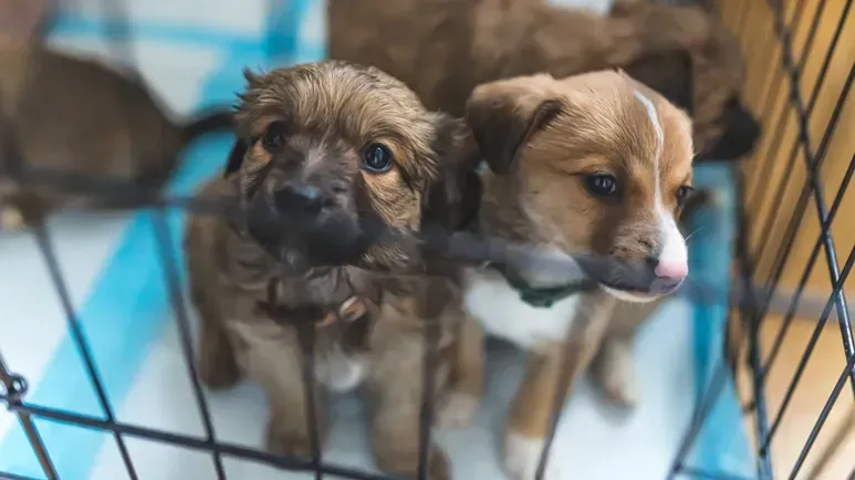 La importancia de evitar los criaderos de cachorros a toda costa