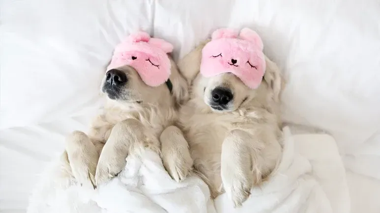 ¿Alguna vez te has preguntado si tu perro sueña?