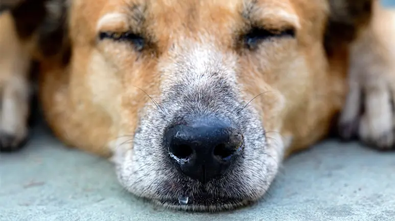 Presta atención a estas 5 señales de alerta de secreción nasal en tu mascota