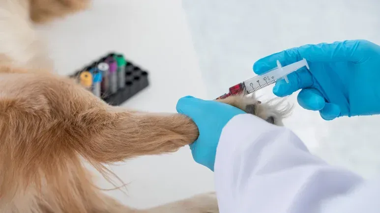 Esta terapia de luz podría ser el futuro del cuidado de mascotas