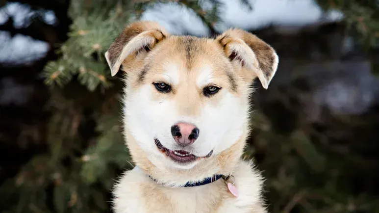 Corrige estos comportamientos "indeseados" de forma rápida y sencilla