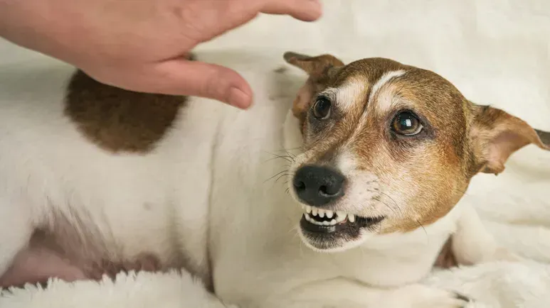 ¿Tu perro se comporta de forma agresiva? Tal vez estés pasando por alto algo importante