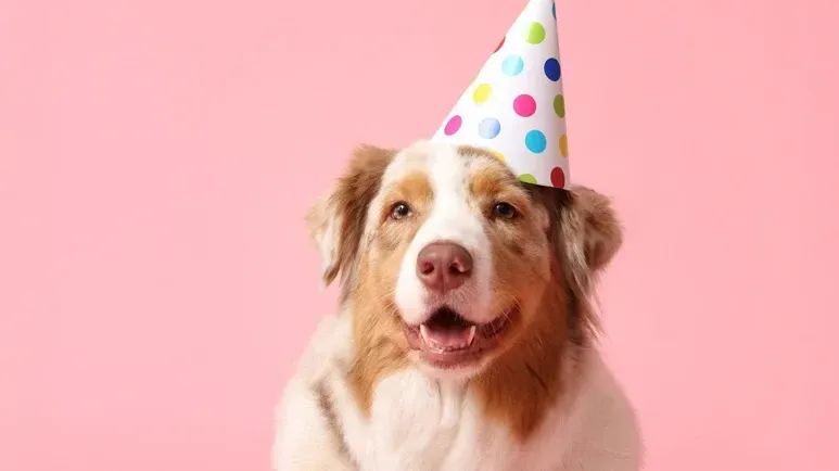Un cambio oculto que llega con el cumpleaños de cada perro