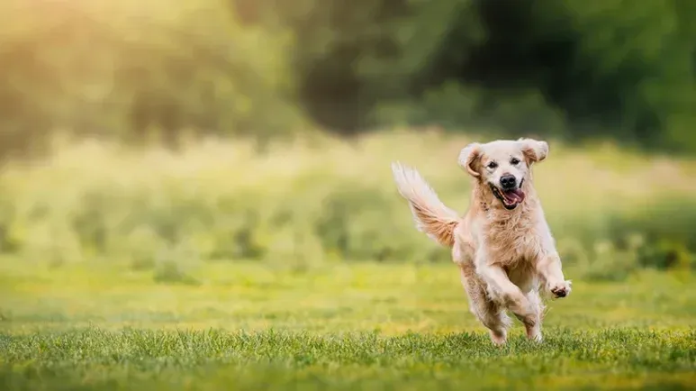 Olvidar pasear a tu mascota podría ser el motivo para que escape