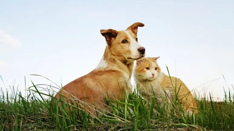Tóxico para la mayoría de los seres vivos, incluidas tus queridas mascotas