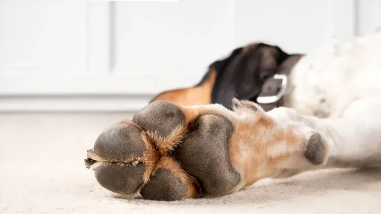 ¿Los perros pueden tener infecciones por hongos en las patas?