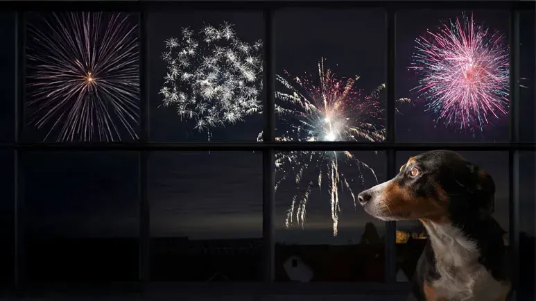 Guía de supervivencia para tu perro durante el 4 de julio