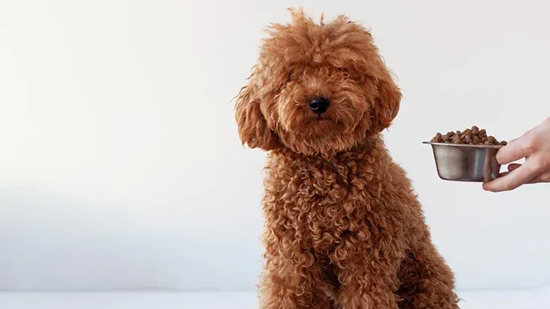 Las micotoxinas son una amenaza: evita estos 8 ingredientes comunes ahora mismo