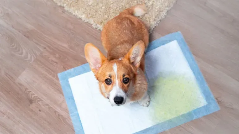 ¿Tu perro tiene problemas al orinar? Hablemos sobre cómo cuidar su vejiga