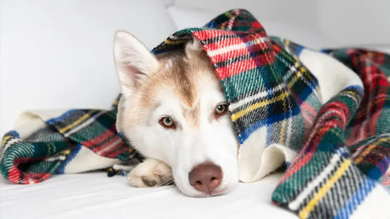Ayudando a tu cachorro a sentirse mejor, una barriguita a la vez