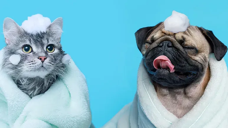 ¡Agua por aquí, agua por allá! Es hora de bañar a tu mascota