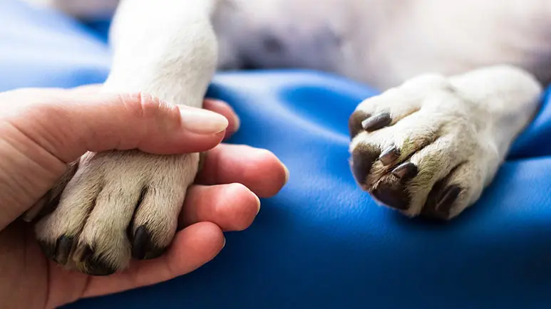 Señales de que tu mascota podría estar sufriendo una convulsión