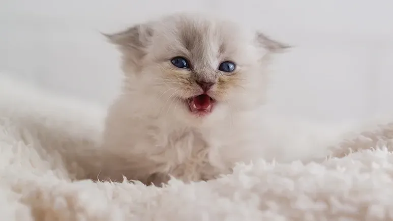 Guía sobre el proceso de dentición de tu gatito