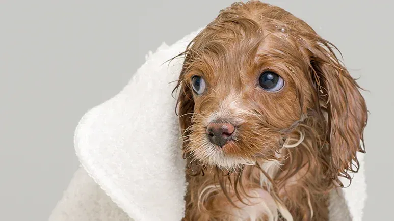 Cómo ayudar a que tu mascota esté más cómoda a la hora de bañarla