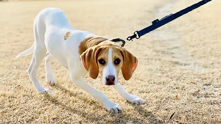Despídete de los jalones y disfruta de los paseos con tu perro