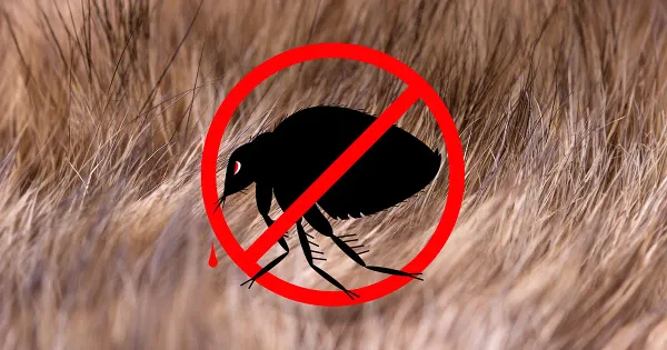 Veterinarios recetan esto que afecta al 66.6 % de las mascotas