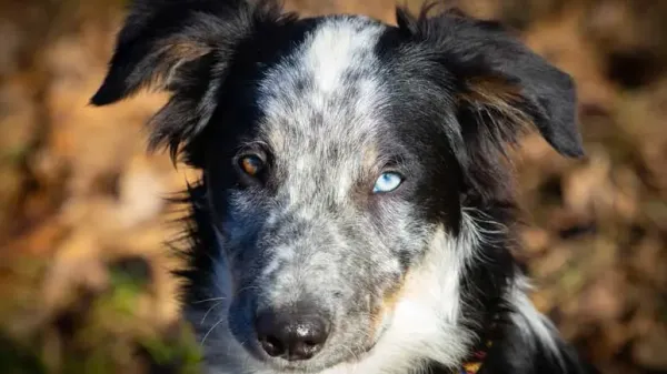 Una enfermedad que pone en riesgo la vista de tu perro y que todo dueño debe saber