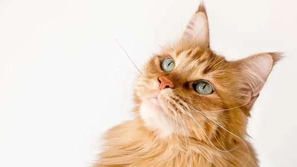 ¿Por qué los gatos más amigables son de este color?