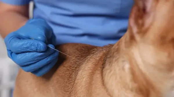 La terapia ancestral que mejora el bienestar de tu mascota