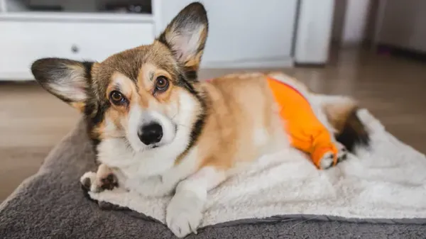 Esto deja incapacitado a tu pobre cachorro y puede provocarle mucho dolor