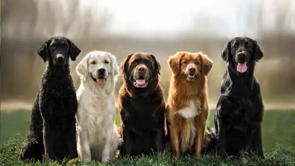 Estudio revela que la raza influye en el comportamiento y la salud de los perros