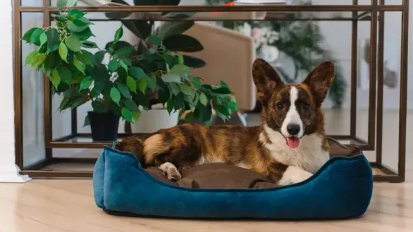 ¿Cuándo fue la última vez que limpiaste la cama de tu mascota?