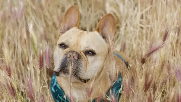 Planta de cola de zorro: un peligro sigiloso para los perros