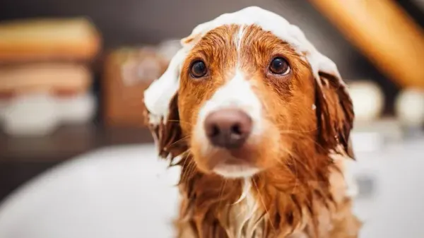 ¿Con qué frecuencia deberías bañar a tu perro?
