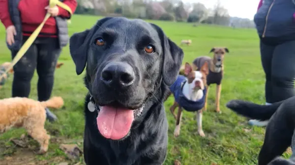 Evita los parques para perros si vives en alguna de estas zonas