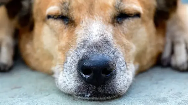 Presta atención a estas 5 señales de alerta de secreción nasal en tu mascota