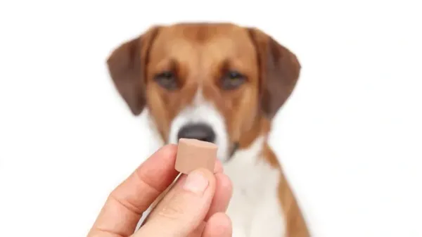Por qué la prevención contra el gusano del corazón podría ser peor que la enfermedad